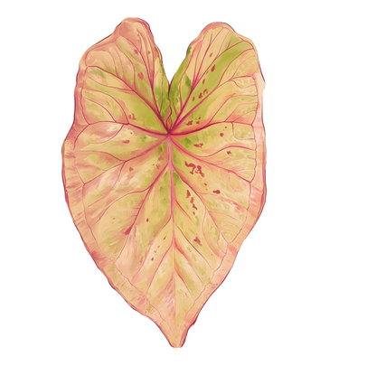 Pink Tropical Plants Cute Begonia Monstera Refrigerator Magnets, Kawaii Tropical Plants Refrigerator Magnets, Whiteboard Stickers
